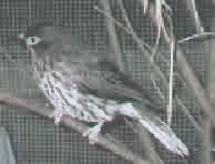 fig bird