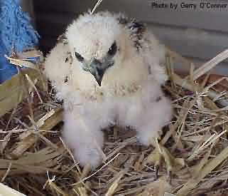 big bird