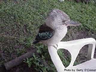 kookaburra