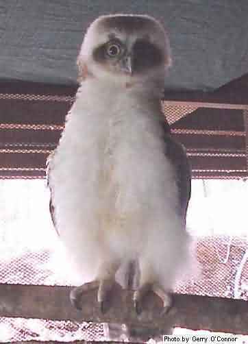 rufous owl