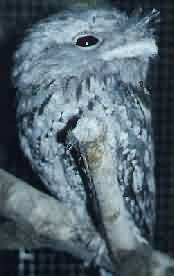 tawny