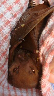 Flying Fox