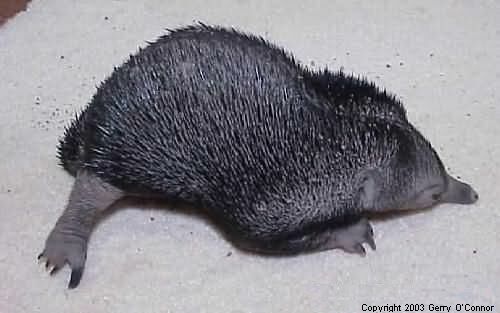 Echidna