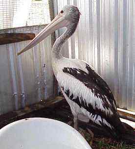 I'm a water bird not an aviary bird