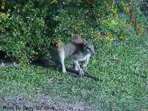 Agile Wallaby