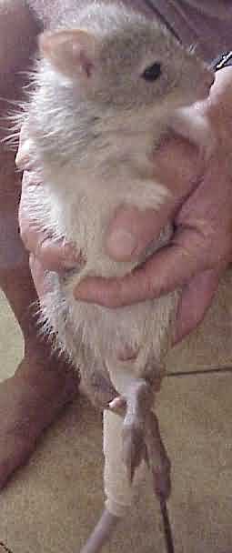 bettong