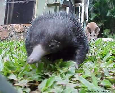 echidna