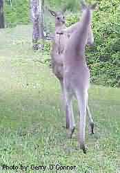 roo