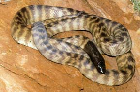 Black Headed Python