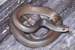 Black whip snake