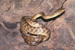 Brown tree snake