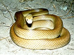 Coastal Taipan