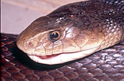 Coastal Taipan