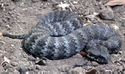 Common Death Adder