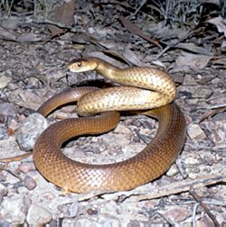 Common or Eastern Brown Snake