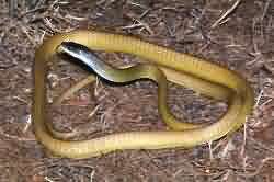 Tree snake