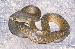 Keel back snake