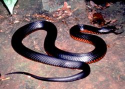 Red bellied black snake