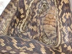 Scrub Python photo supplied by Qld Parks & Wildlife