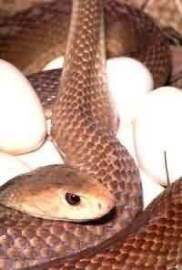 Coastal Taipan