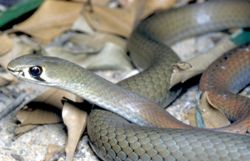 Yellow faced whip snake