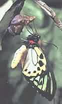 birdwing