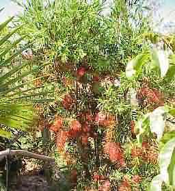 Weeping bottlebrush