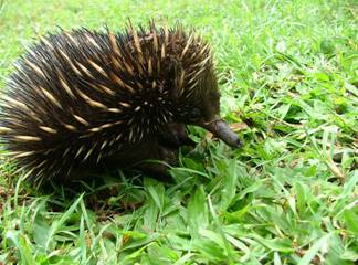 echidna