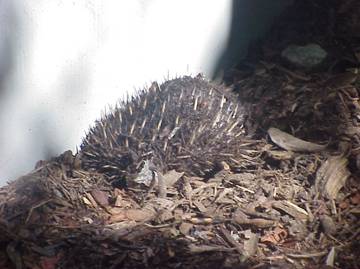echidna