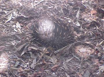 echidna